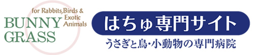 はちゅ専門サイト